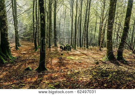 Mystic Forest