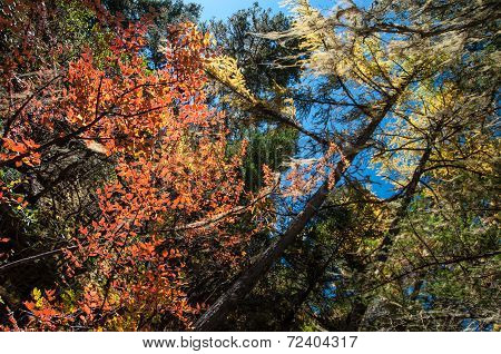 Colorful Autumn
