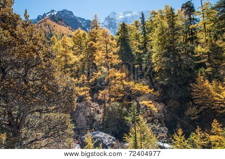 Colorful Autumn