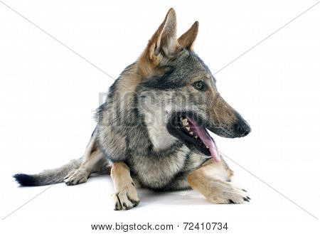 Czechoslovakian Wolfdog
