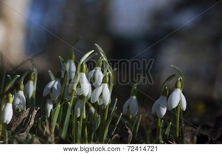 snowdrops