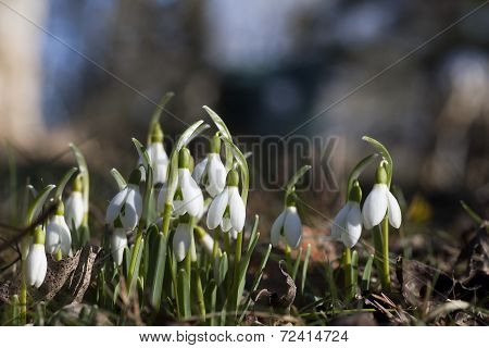 snowdrops