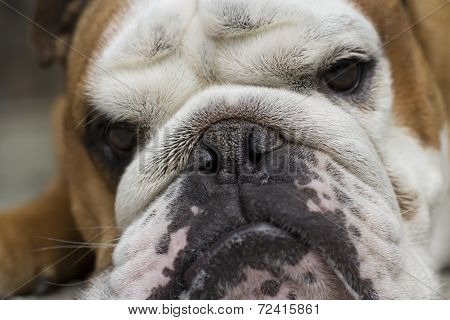 My angry bulldog spiky