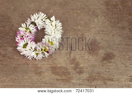 Daisy
