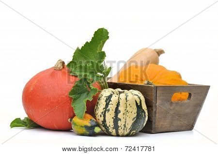 Various Squashes