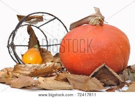 Squash On Dead Leaves