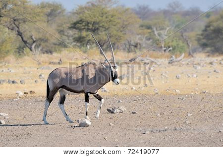 Oryx At Nebrownii