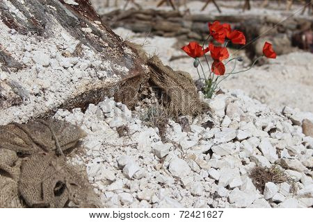 WW1 battlefield with poppies (colour)