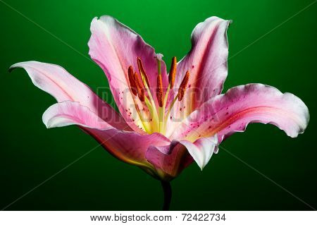 Pink lily
