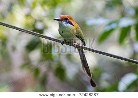 Perched Russet-crowned Motmot