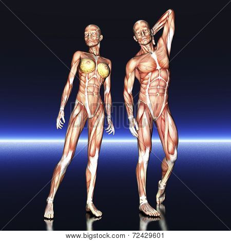 Human Anatomy
