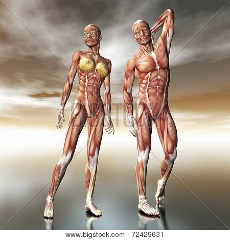 Human Anatomy