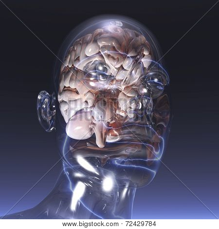 Human Brain