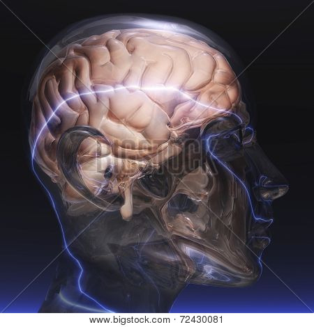 Human Brain