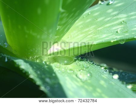Aloe Vera.