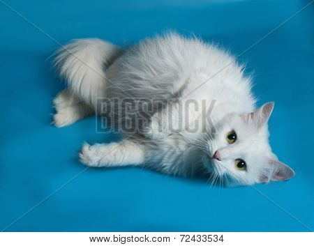 White Cat Liyng On Blue