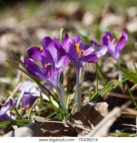 Crocus Flower