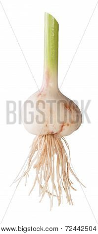 Young Garlic With Long Stalk