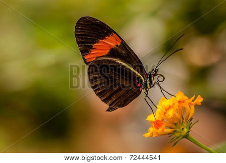 Postman butterfly