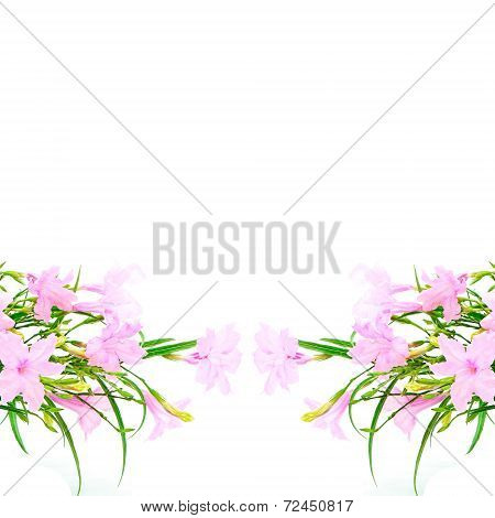 Ruellia Squarrosa