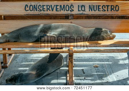 Sea Lion Taking A Nap On A Bench, Galapagos, Ecuador
