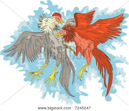 Giochi cazzi o Gallo combattimento