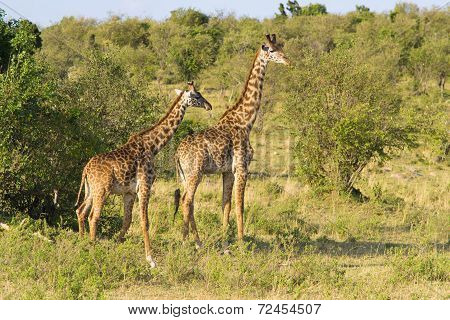 A pair of giraffes