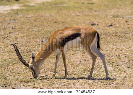 Male Thompson's antelope
