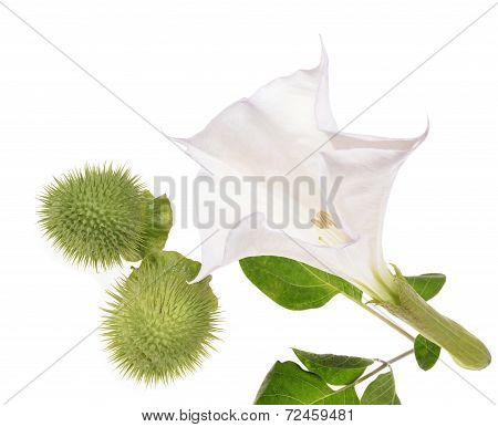 (Datura stramonium) flower