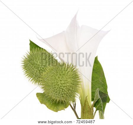 (Datura stramonium) flower