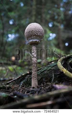 Mushroom In The Forrest