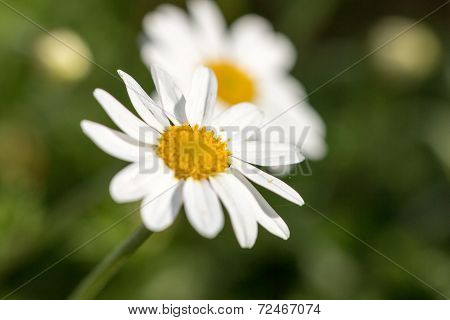 Daisies