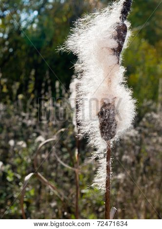 Cattail Spikes with Fluff