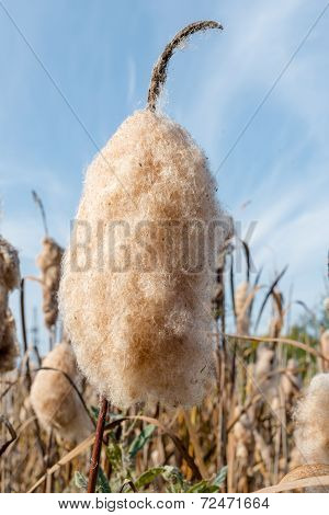Cattail Spikes with Fluff