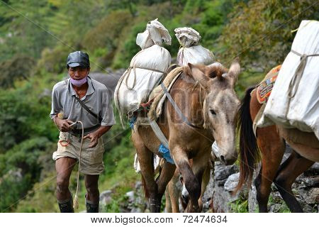 Caravan Of Donkeys Carrying Supplies In The Himalayas