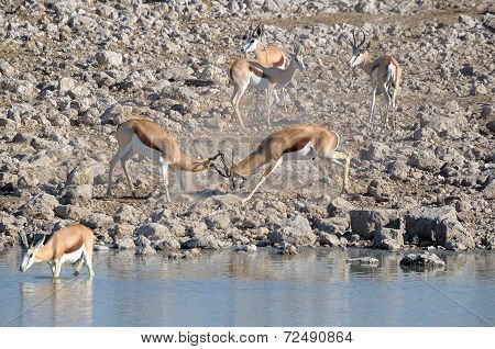 Springbok Rams Fighting