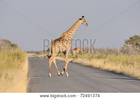 Giraffe Crossing Road