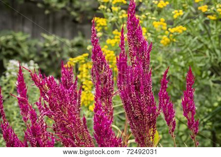Magenta Colored Astilbe