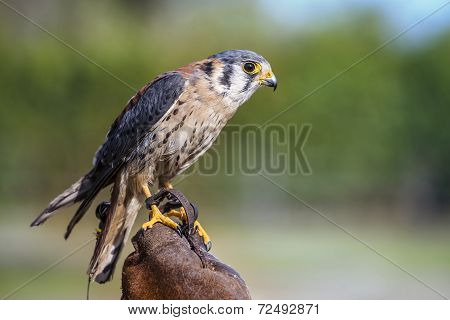 Peregrine Falcon