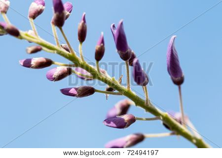 Purple Plants