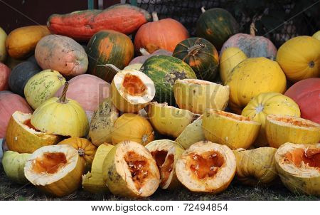 Pumpkin