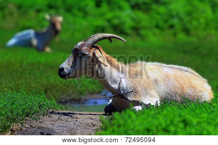 Horned Goat