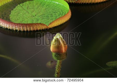 Santa Cruz waterlily