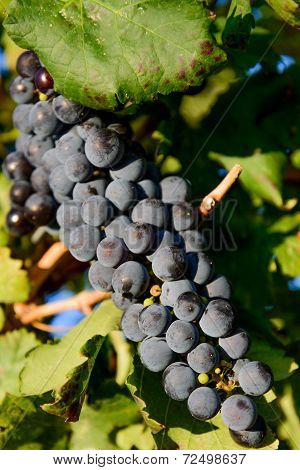 Purple Wine Grapes In A Vinyard