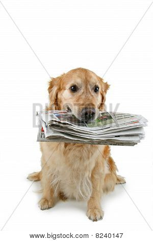 psí noviny hospodářství