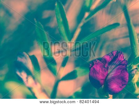 Blurred nature background with purple flower