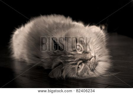 Sultry cat in black and white
