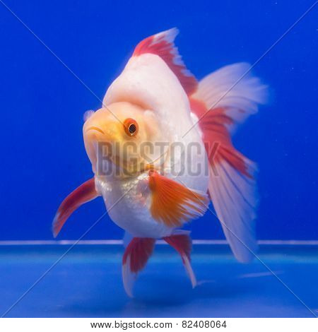 Goldfish in an aquarium with blue background.