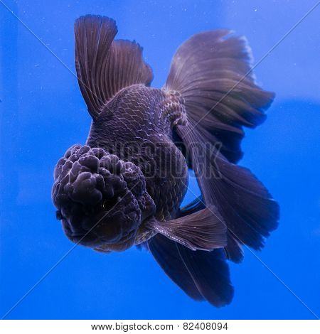 Goldfish in an aquarium with blue background.