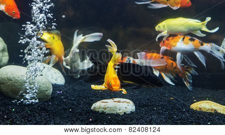 Fancy Carp Fish
